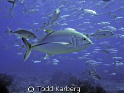 School of jacks, right when I snapped this one swam right... by Todd Karberg 